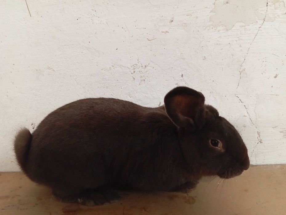 Królik samiec po baranku francuskim