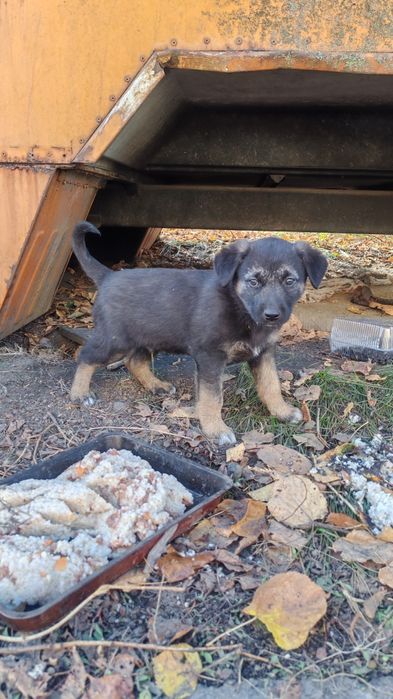 Щенки на выбор, добрым людям