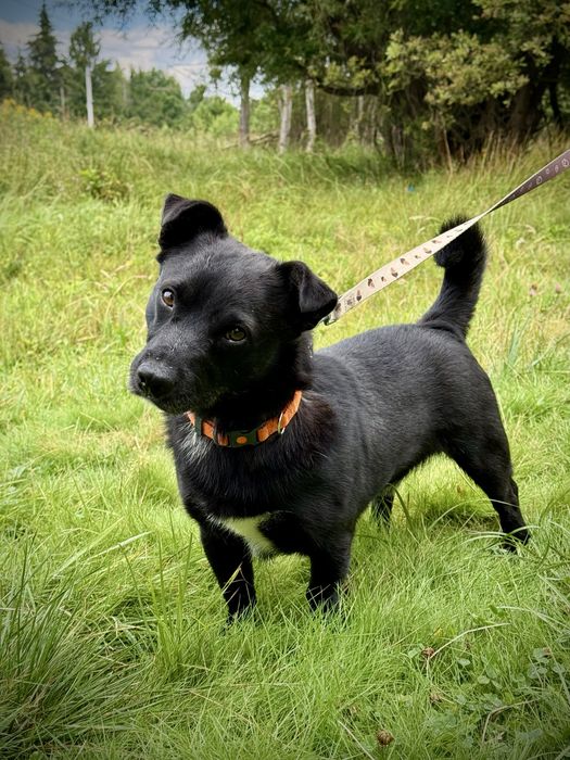 Mundek — mały pies do adopcji! Pokochasz?