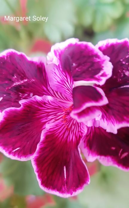 Королевская пеларгония