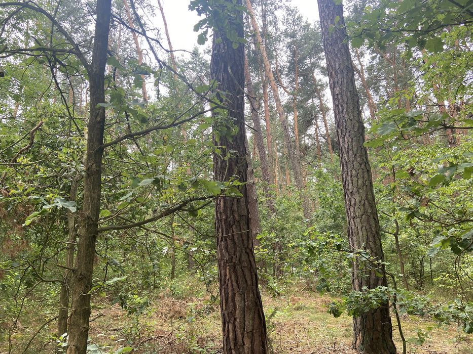 Sprzedam las Kochów województwo Mazowieckie
