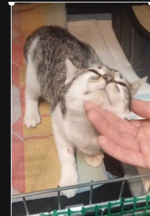 Karmelka – maleńka dusza błaga o dom i ludzkie ramiona