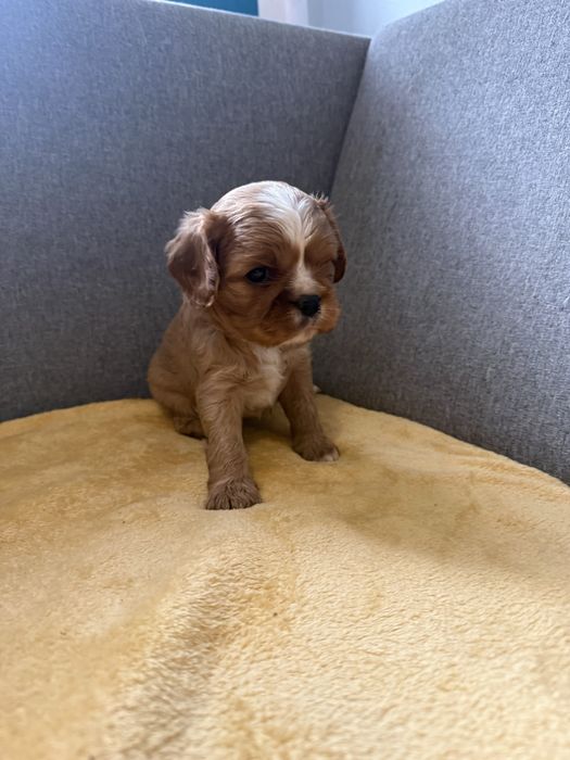 Cavalier king spaniel ruby