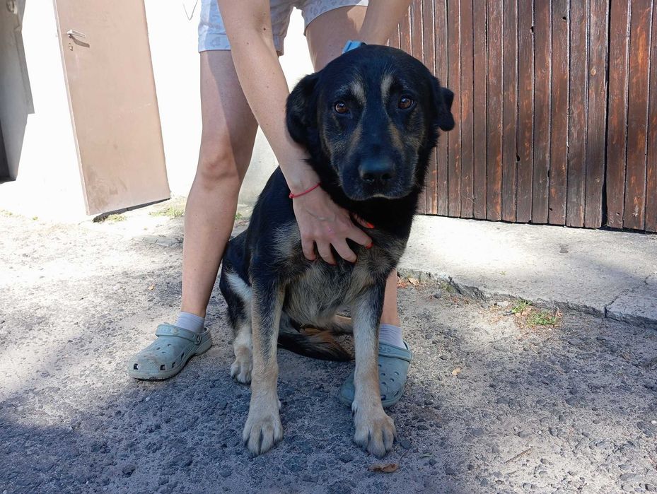 Radarek - duży psiak szuka domu