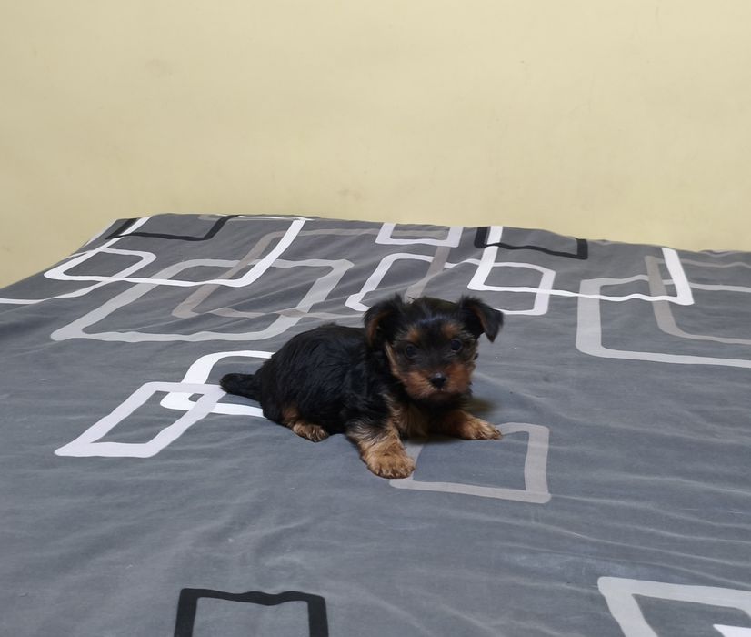 Yorkshire terrier miniaturka