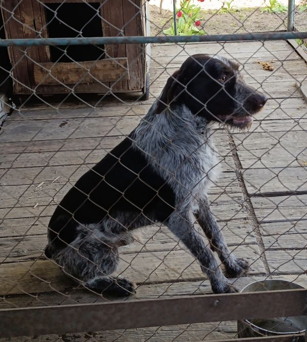 Віддам породисту собаку