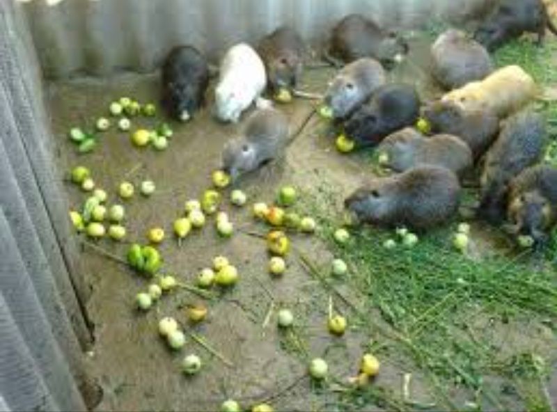 Переїдуть до нових господарів