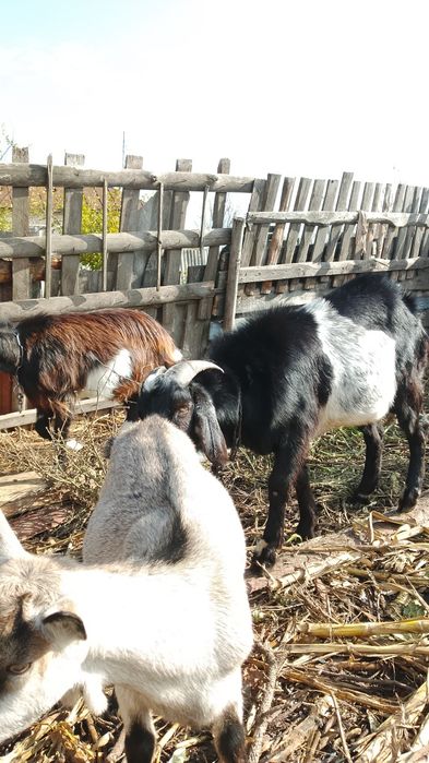 Козел двухлетка продам