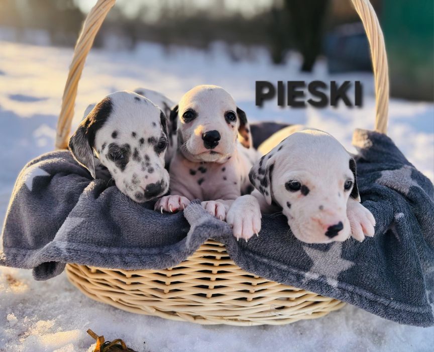 Dalmatyńczyk - Szczeniaki