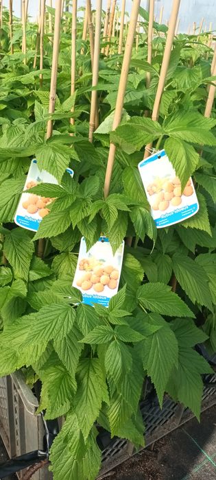 Framboesa e Maracujá