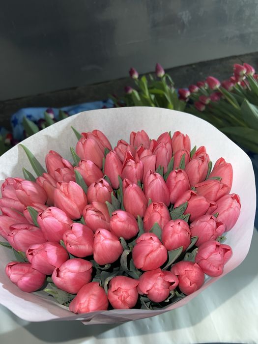 Луковиця після вигонки тюльпанів