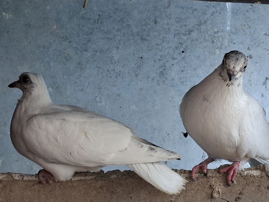 Gołębie winer, winery, winerki