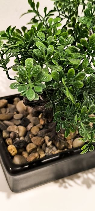 Bonsai em louça pequeno