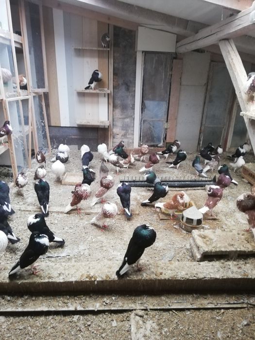 Garlacz garlacze z Norwich