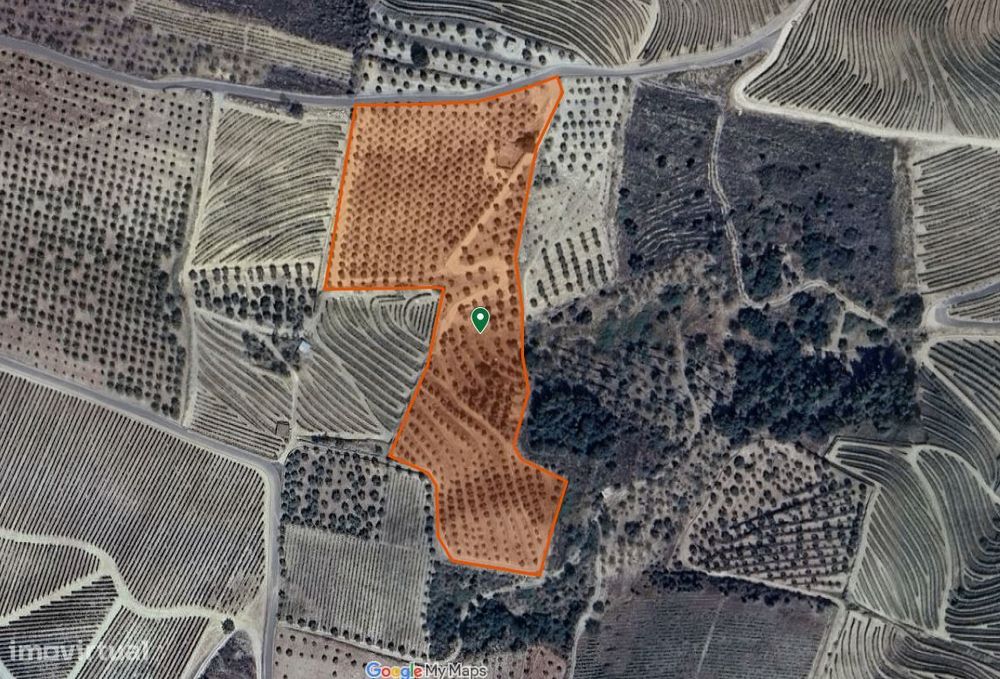 Olivais em Valongo dos Azeites, S.J. da Pesqueira