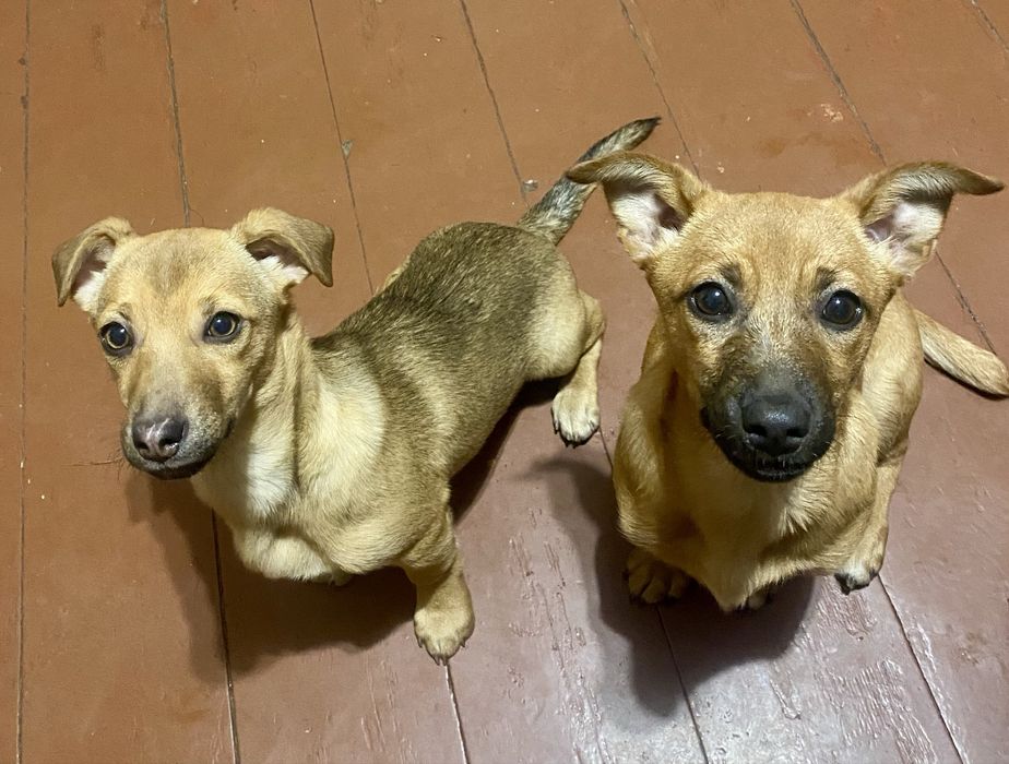 Віддам маленьких собачок 4 місяці