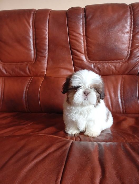 Suczka shih-tzu z genem czekoladowym