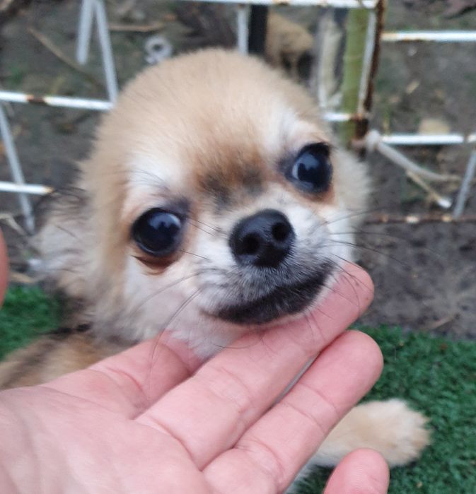 Соболинный мальчик чихуахуа длинношерстный