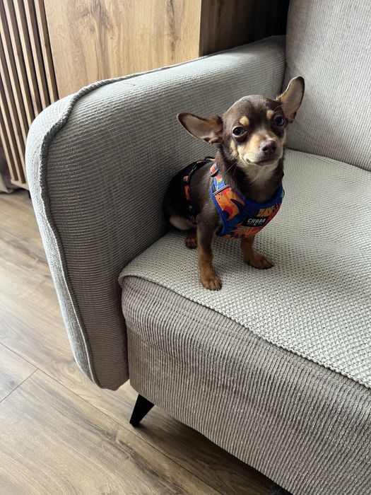 Chihuahua szczeniaczek