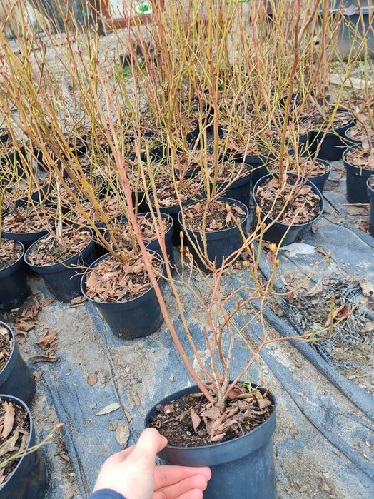 Borówka amerykańska Sadzonki z CAC! Producent! Duże i gęste 50cm