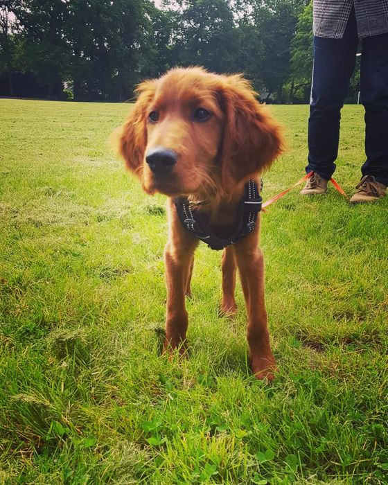 Dog-Training - Escola de cães de Caldas da Rainha e da Região Oeste