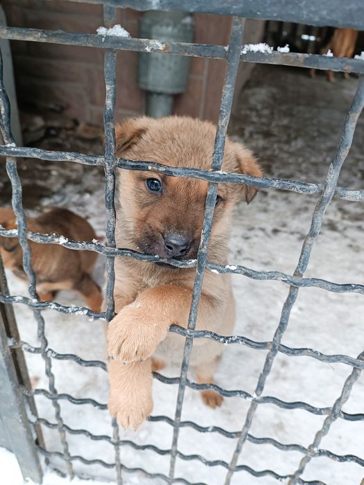 Собачки безкоштовно