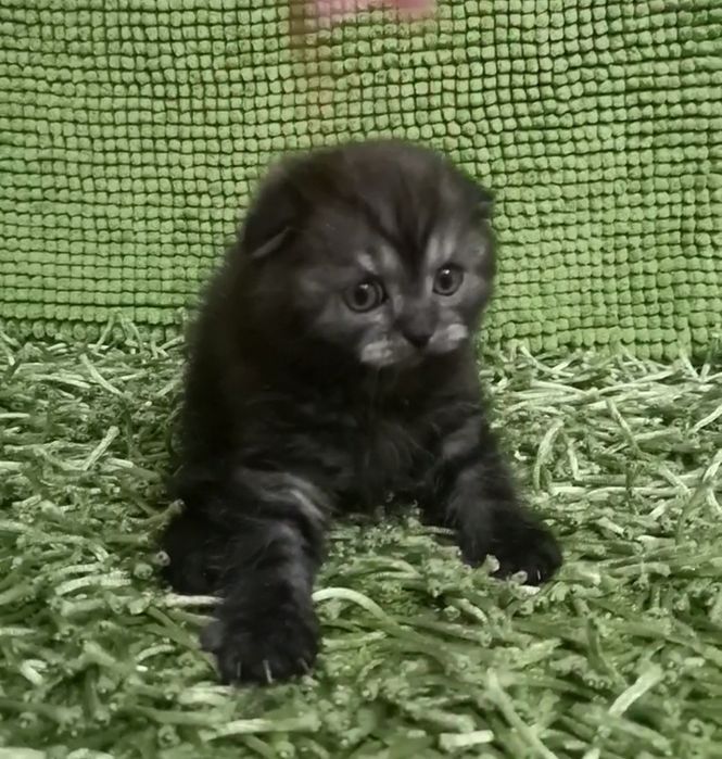 Арчи ( скоттиш фолд)