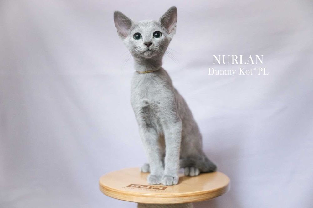 Kocurek Rosyjski Niebieski z rodowodem FIFe