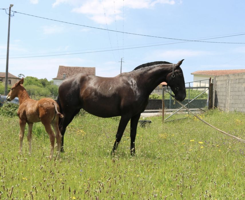 Egua lusitana preta 5 anos montada gestante
