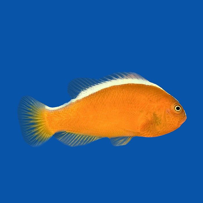 Amphiprion sandaracinos - Skunk Clownfish