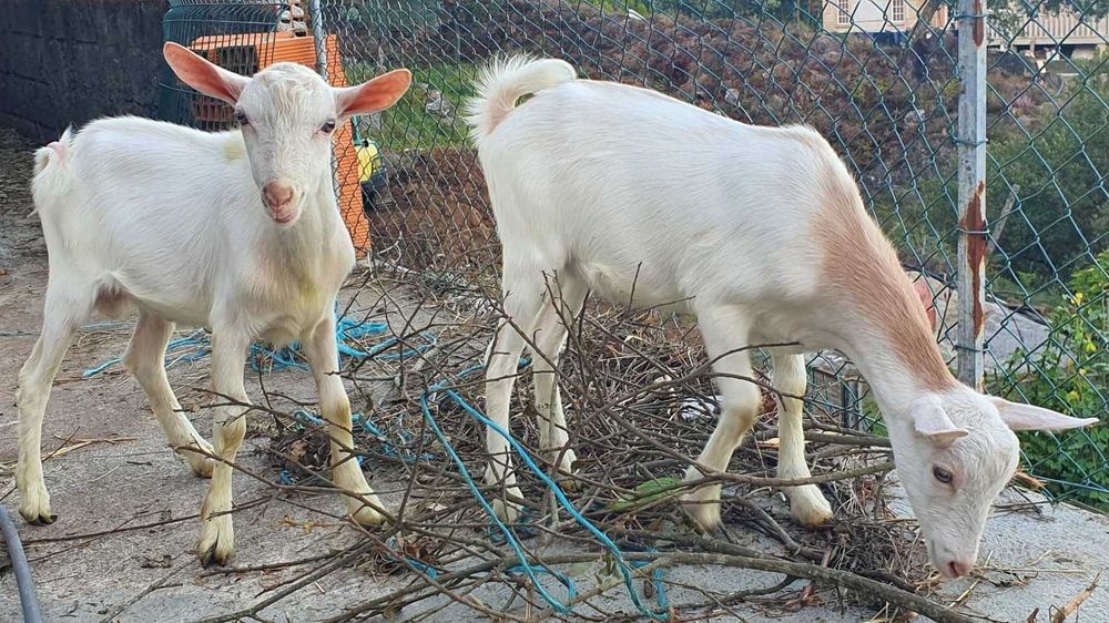 Cabritinhos com 5 meses – saudáveis e bem tratados