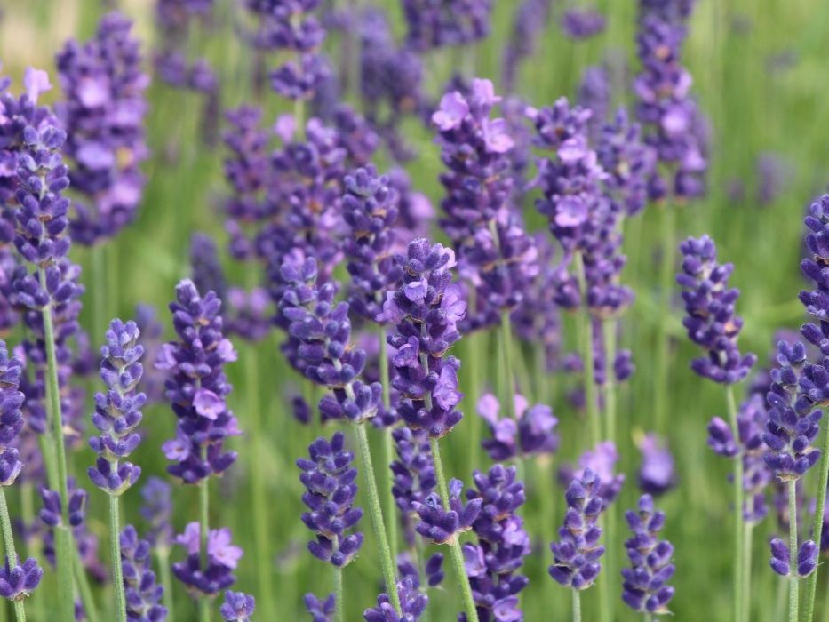 50 Sementes de Lavanda - Lavandula angustifolia