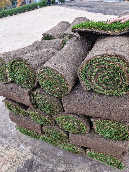 Улаштування рулонного газону. Догляд за ділянкою. Рулоний газон. Полив