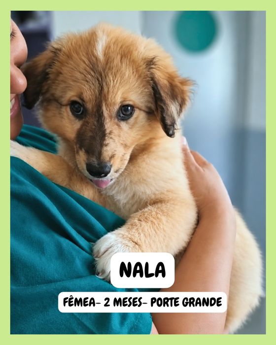 Cadela  - 2 meses - P. Grande - Vila Verde, Braga