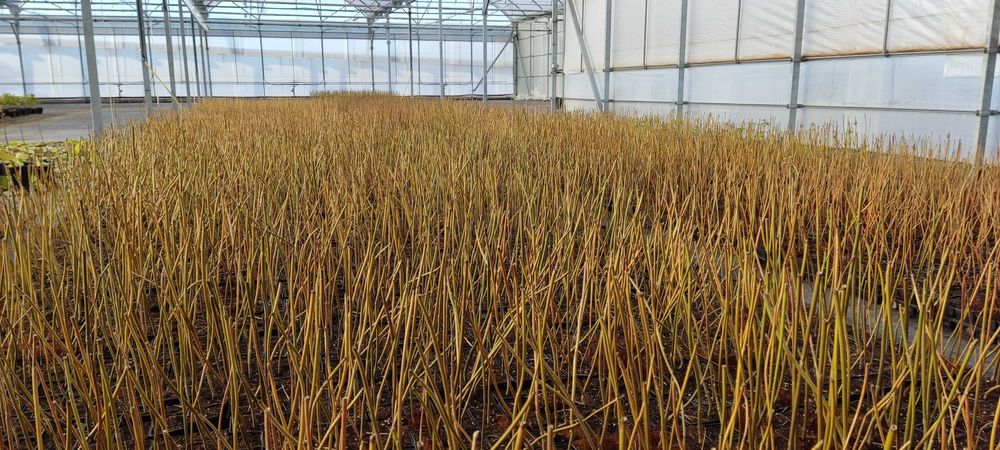 Paulownia Híbrida Turbo Pro torrão de raiz no vaso 600ml