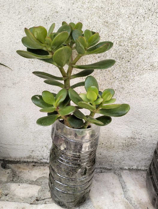 Suculenta Planta-Jade