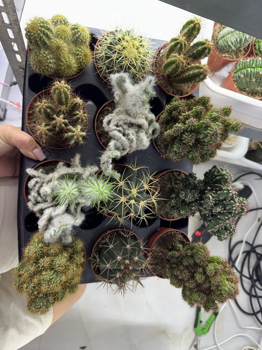 Cactus кактус кактуси сукуленти  cactus succulent еуіорбія euphorbia