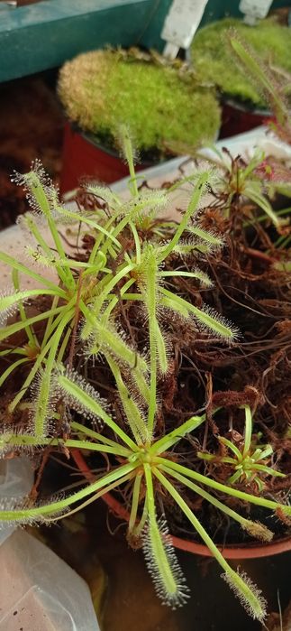 Plantas carnívoras
