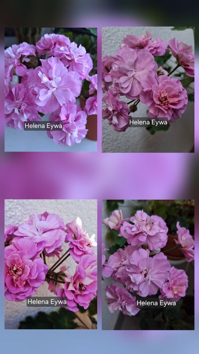 Pelargonia kolekcjonerska