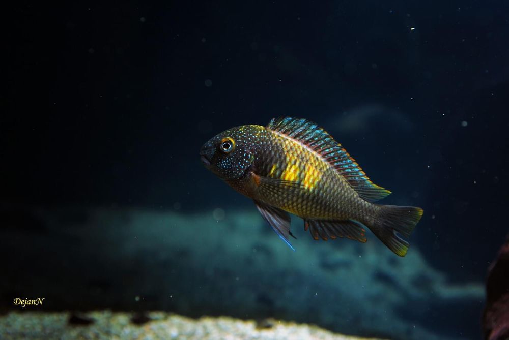 Ciclideos do Tanganyika, grupo 12 tropheus mpulungu f1