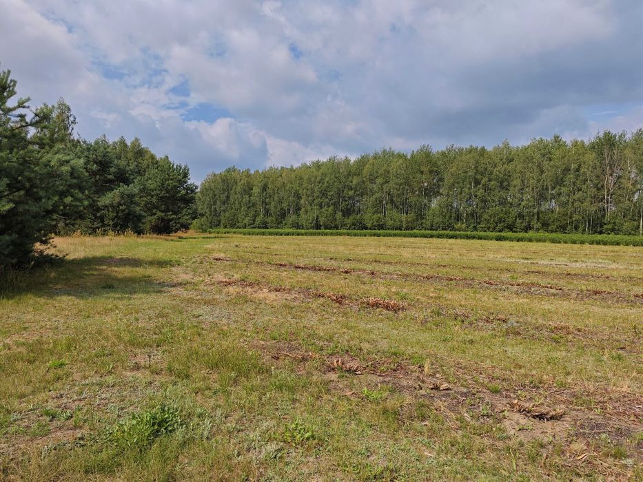 Nieruchomość rolna 2,95 ha Pękoszew, gm. Kowiesy - Więcej