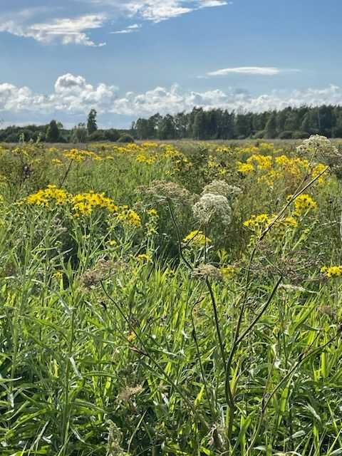 Sprzedam miód z własnej pasieki, w 100% ekologiczny