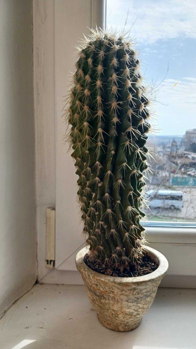 продам кактус ( 32 см)