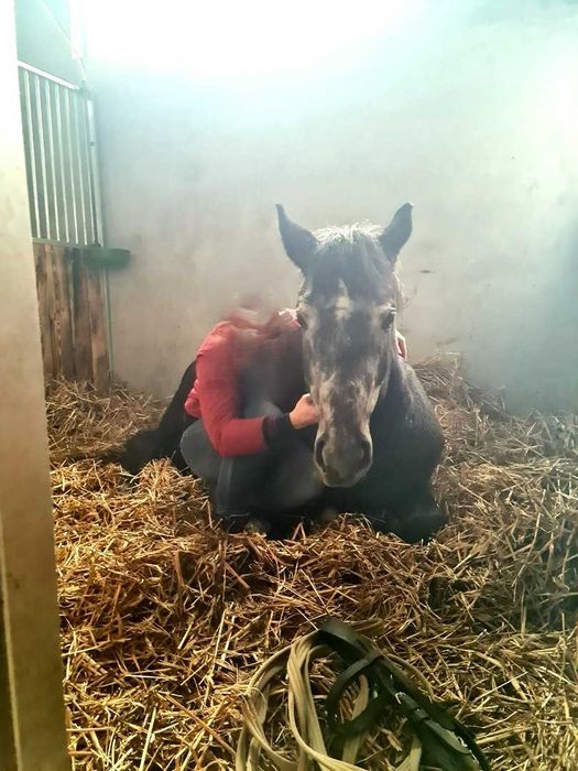 Ogier WYBRYK 500 zł wydzierżawię