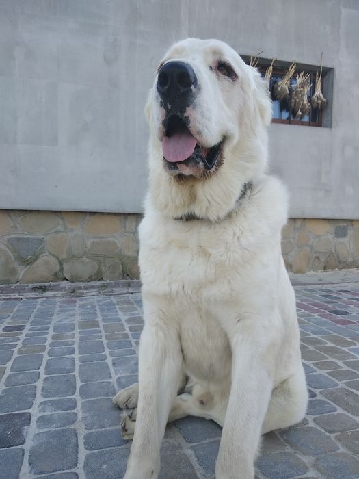 В'язка. Середньоазіатська вівчарка (Алабай). Деталі по тел.