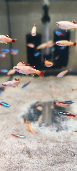 Kardynałek złoty Gold