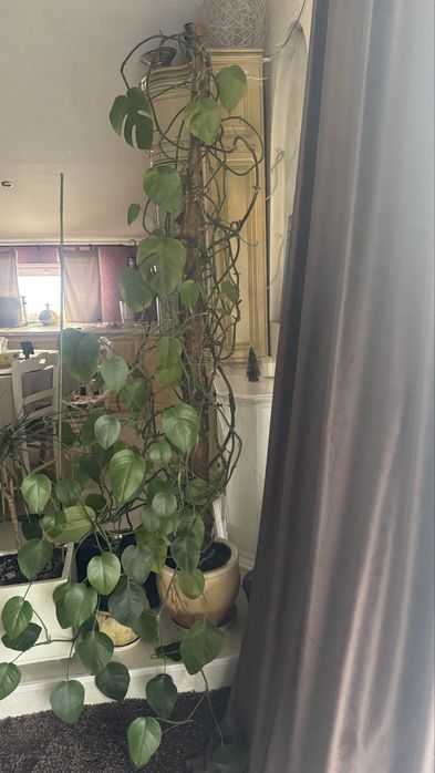 Монстера делікатесна