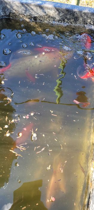 karaś ozdobny  do oczka