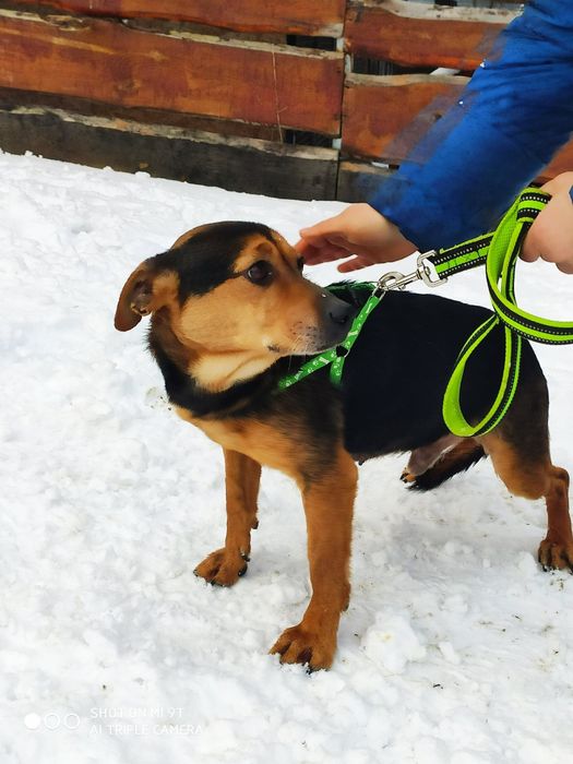 Malutki kochany piesek szuka domku.