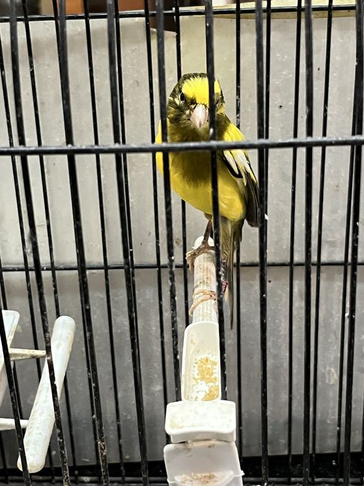 Canarios llarguet espanhol